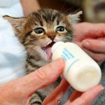 Бутылочка для кормления котят