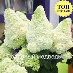 Гортензия метельчатая Polar Bear / Полярный Медвед