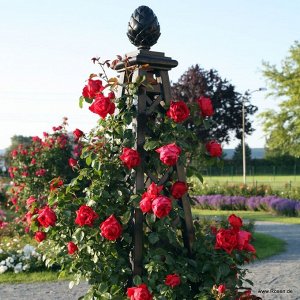 Роза  Florentina