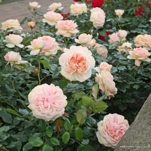 Роза  Garden of Roses