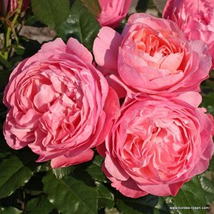 Роза  Flora Colonia