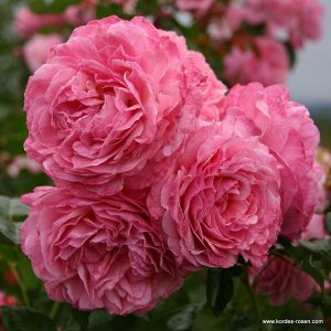 Роза  Flora Colonia