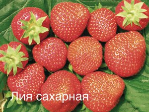 Клубника Лия сахарная, саженец ЗКС