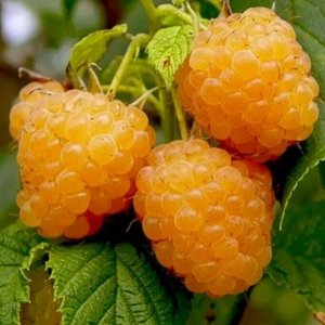Малина летняя, Желтый гигант