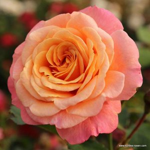 Роза  Peach Melba