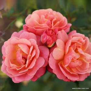 Роза  Peach Melba