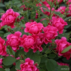 Роза  Pink Forest Rose