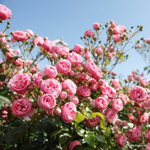 Роза  Pomponella
