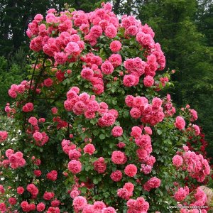Роза  Rosarium Uetersen