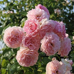Роза  Rose de Tolbiac