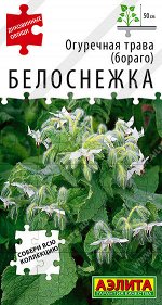 Огуречная трава Белоснежка
