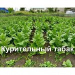 Табак