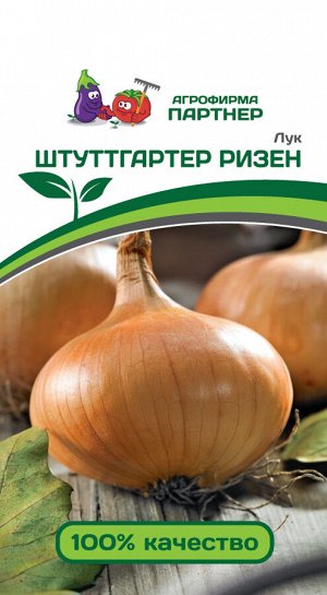 Лук репчатый Штуттгартер Ризен / сорта