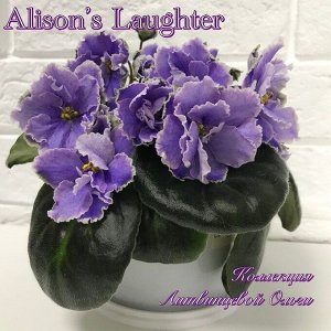 фиалка Alison's Laughter (LLG/K. Sorano)