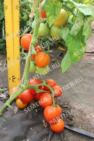 ПАРТНЕР Томат Агаша F1 (2-ной пак.) / Гибриды томата с желто - оранжевыми плодами