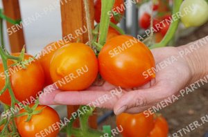 ПАРТНЕР Томат Золотая Миля F1 ( 2-ной пак.) / Гибриды томата с желто - оранжевыми плодами