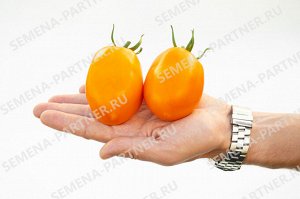 ПАРТНЕР Томат Оранжевый Папа F1 (2-ной пак.) / Гибриды томата с желто - оранжевыми плодами
