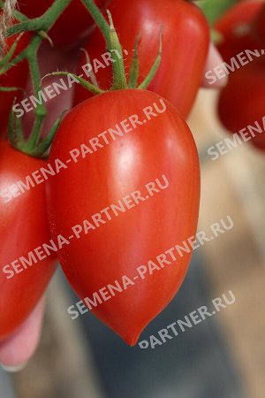 ПАРТНЕР Томат Сан Сиро F1 ( 2-ной пак.) / Гибриды томата с необычной формой плодов
