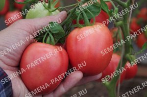 Томат Синдбад F1 / Гибриды томата с розовыми плодами