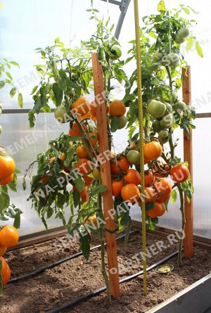 ПАРТНЕР Томат Сувенир F1 ( 2-ной пак.) / Гибриды томата с желто - оранжевыми плодами