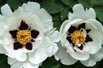 Саженец древовидного пиона Снежный лотос Paeonia tree Xue lian