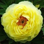 Саженец древовидного пиона Хай Нун Желтый Paeonia tree Hai huang