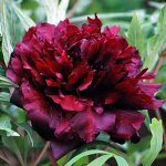 Саженец древовидного пиона Paeonia tree Wu jin yao hui