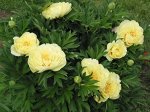 Саженец древовидного гибридного пиона Натуральный Жёлтый Paeonia tree Zhong Sheng Huang