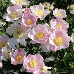 Саженец травянистого пиона травянистый Гарден Лейс Garden Lace