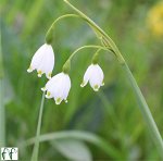 Белоцветник летний Гравети Джайант