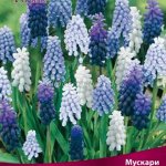 Мускари смесь видов