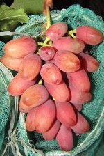 Виноград сорт Богема
