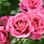 Розы IMPERIAL ROSE (Сербия)