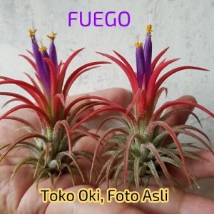 Tillandsia ionantha 'Fuego'