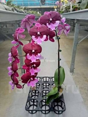 Phal. Chia-Shing Hot Kiss