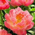 Саженец гибридный Пион молочноцветковый Пинк Гавайан Корал Pink Hawaiian Coral