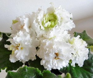 Фиалка Огромные густо - махровые белые цветы - шары. Стёганые, слегка волнистые, средне - зелёные листья. Стандарт. (Описание автора).