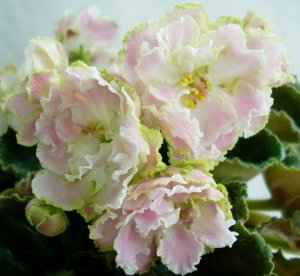 Фиалка Крупные простые и полумахровые белые цветы с розовым румянцем и зелёной каймой разной толщины. Количество розового зависит от температуры. Средне - зелёная листва. (Описание автора).