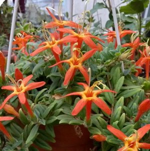 Колумнея Цветки красно - оранжевые с яркой жёлтой серединой , цветы необычной звёздчатой формы (5 узких лепестков). Средне - зелёные листья.