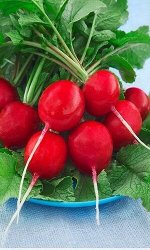 Редис Аскания (Германия) 1,0 г б/п с евроотв.