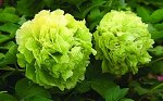 Корень древовидного пиона Зеленые Бобы Paeonia tree Dou lv