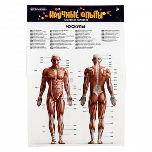 ИГРОЛЕНД Научные опыты "Анатомия человека", ABS, 22,5х16,6х6см, 3 дизайна