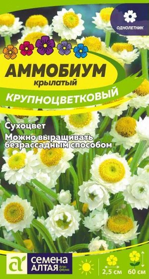 Цветы Аммобиум Крупноцветковый крылатый/Сем Алт/цп 0,2 гр.