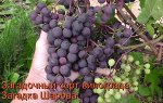 Загадка Шарова