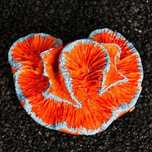 Декоративный коралл Каталофиллия, 11 х 9 х 5,5 см