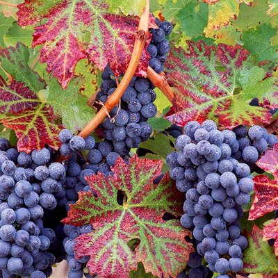 Лучшие саженцы винограда по супер ценам! Весна 2023