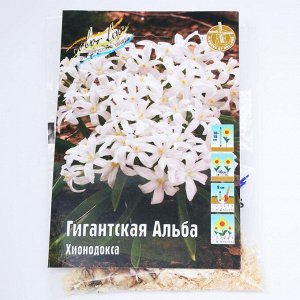 Хионодокса Гигантская Альба р-р 5/+, 10 шт