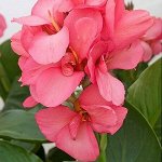 Канна Сити Оф Портланд