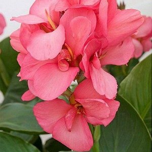 Канна Сити Оф Портланд