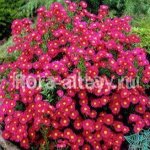 3.Астра Новобельгийская Red